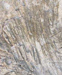 Gondwana plant fossils