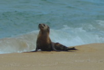 Beach Seal